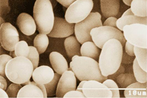 OPITAC 穀胱甘肽取用食用圓酵母作為來源